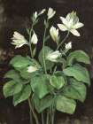 Blooming Hosta Art Print