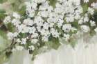 White Bloom Garden Art Print