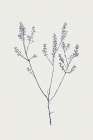 Graceful Day I Art Print