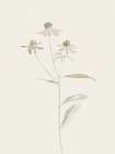 Fragile Blossom Dance Art Print