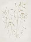 Whispering Petals II Botanical Print