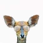 Daring Deer Art Print