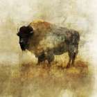 Peaceful Bison II Art Print