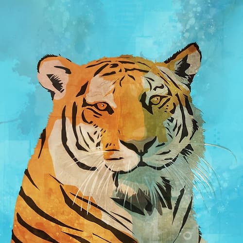 Indifferent Tiger Wildlife Print
