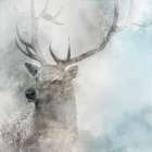 Stag Gaze II Art Print