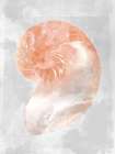 Coral Shell II Abstract Art Print