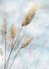Reed Field I Botanical Print