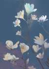 Gentle Blossoms on Twilight Blue Art Print