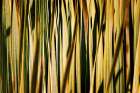 Desert Grasses I Art Print