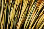 Desert Grasses II Art Print
