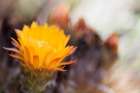 Wild Flowers II Art Print