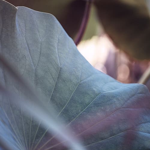 Purple Leaf I Art Print