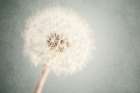 Pastel Dandelion I Art Print