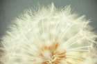 Pastel Dandelion II Art Print