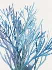 Blue Reef II Art Print
