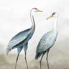 Two Cranes in Quiet Harmony Art Print