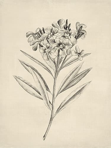 Delicate Florals in Pencil Sketch I Art Print by Lily K