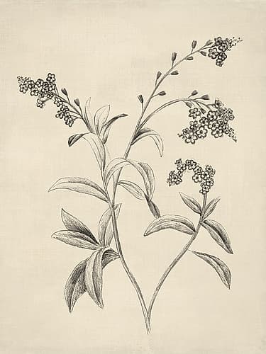 Delicate Florals in Pencil Sketch II Art Print