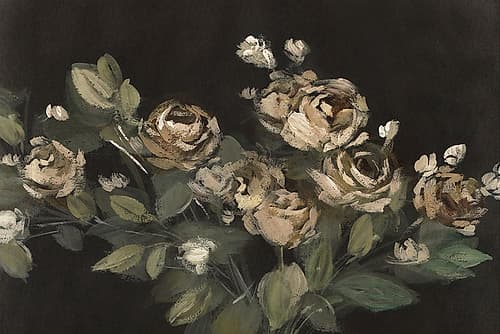 Roses in Soft Shadows Art Print by Lily K