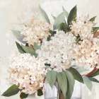 Blossoming Hydrangeas in Gentle Light Art Print by PI Studio