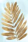 Golden Fern II Botanical Print