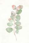 Florida Leaves II Botanical Print