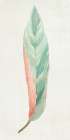 Ginger Leaf I Botanical Print