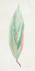 Ginger Leaf II Botanical Print