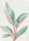 Ginger Plant II Botanical Print