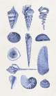 Blue Shells I Art Print