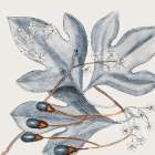Vintage Blue Botanical II Art Print