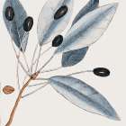 Vintage Blue Botanical III Botanical Print