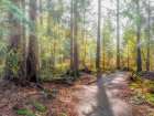 Verdant Woodlands Art Print