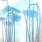 Rooted in Blue Art Print