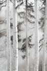 Misty Birch Forest in Soft Light Art Print