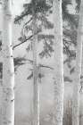 Mist Through White Birch Trees Art Print