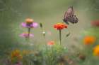 Wildflower Medley Art Print