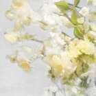 Pale Petals II Art Print