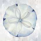 Blue Sand Dollar Art Print