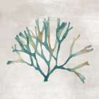 Seaweed Melodies II Coastal Print