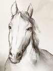 Equestrian Elegance I Art Print
