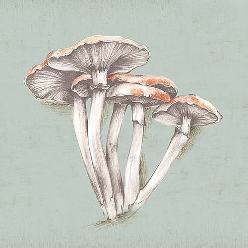 Mushroom Sketches Decorative Print