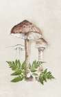 Mushroom Forest Sketch II Art Print