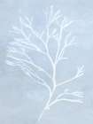 Frosted Coral Silhouette on Blue Art Print