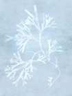 Subtle Coral Silhouettes in Pale Blue Art Print