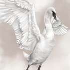 Graceful Swan in Neutral I Art Print