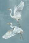Graceful Herons I Art Print
