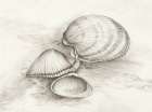 Seashells Resting on Sand Art Print