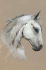 Majestic Stallion I Art Print