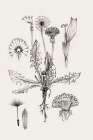 Botanical Study of Dandelion Forms Art Print